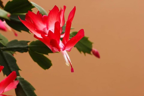 Christmas cactus (Schlumbergera truncata), flowers, in studio, North Rhine-Westphalia, Germany