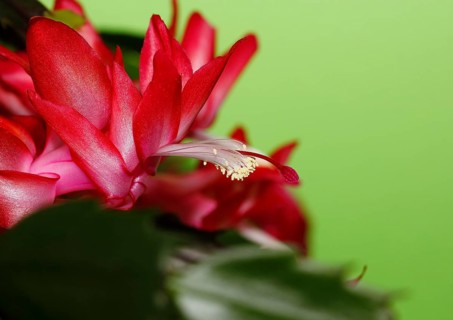 Christmas cactus (Schlumbergera truncata), flowers, in studio, North Rhine-Westphalia, Germany