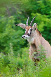 A roan antelope (Hippotragus equinus) stands in a green meadow with tall vegetation. South Africa