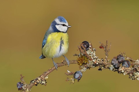 Blue tit (Parus caeruleus), sitting on a branch in a blackthorn bush, (Prunus spinosa), sloes, with