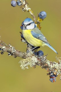 Blue tit (Parus caeruleus), sitting on a branch in a blackthorn bush, (Prunus spinosa), sloes, with