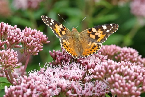 Safflower (Vanessa cardui) on a flower of the common water forest (Asteraceae) on a forest path,