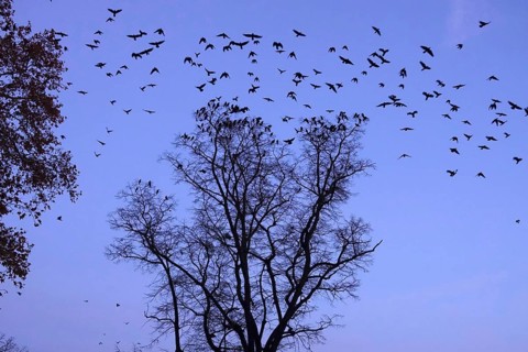 Crows on a tree in late autumn, Germany