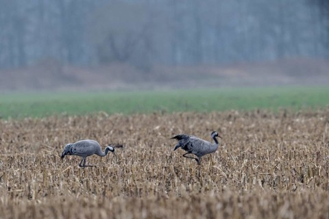 Cranes (Grus grus), Lower Saxony, Germany
