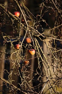 Apples in late autumn, Germany