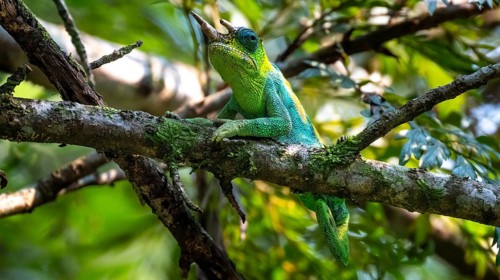 Three-horned chameleon (Trioceros jacksonii), male, Bwindi Impenetrable Forest National Park,