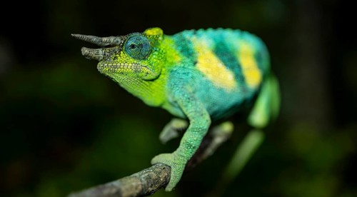 Three-horned chameleon (Trioceros jacksonii), male, Bwindi Impenetrable Forest National Park,