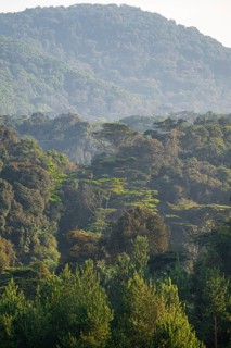 Rainforest, jungle, Bwindi Impenetrable Forest National Park, Uganda