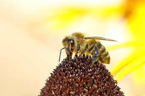 European honey bee (Apis mellifera), collecting nectar from a flower of yellow coneflower