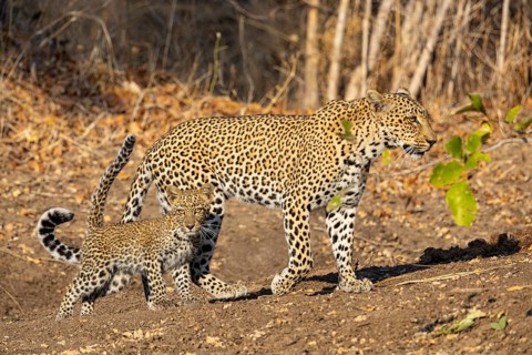 Leopard (Panthera pardus) female with 4 month old cub Zambia