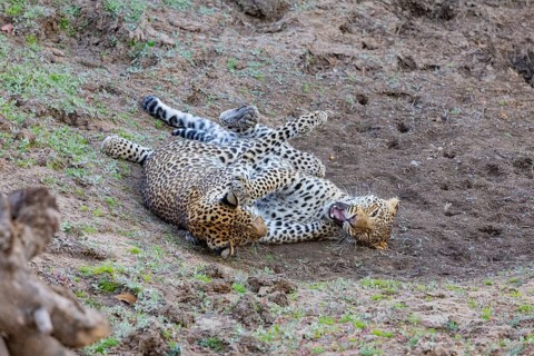 Leopard (Panthera pardus) two cubs 12 month old playing Zambia