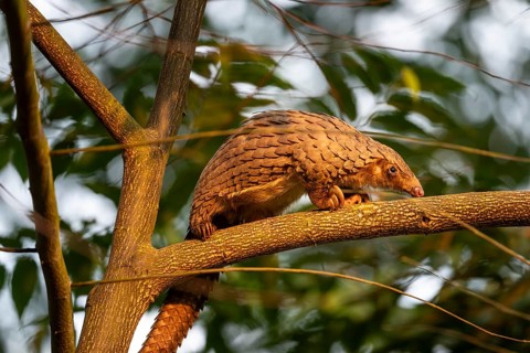 Pangolin climbing a tree, white-bellied pangolin (Phataginus tricuspis, Manis tricuspis), Western