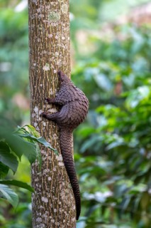 Pangolin climbing a tree, white-bellied pangolin (Phataginus tricuspis, Manis tricuspis), Western