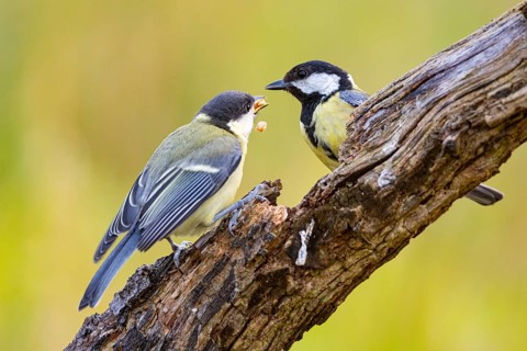 Great tit (Parus major) adult bird feeds young Germany