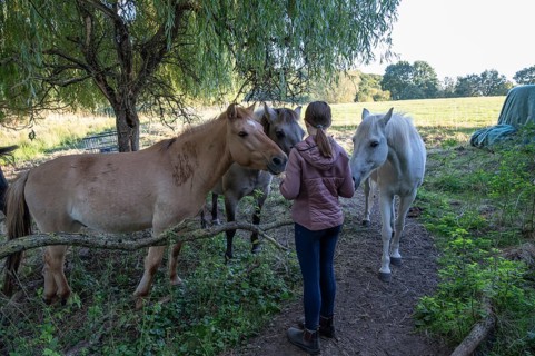 Young girl with her horses in the pasture, Othenstorf, Mecklenburg-Western Pomerania, Germany