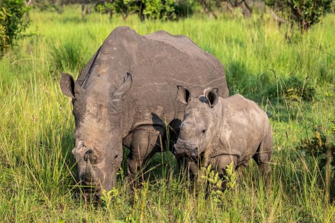Southern white rhino (Ceratotherium simum simum) with juvenile, Ziwa Rhino Sanctuary, Uganda