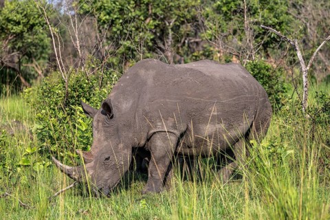 Southern white rhino (Ceratotherium simum simum), Ziwa Rhino Sanctuary, Uganda