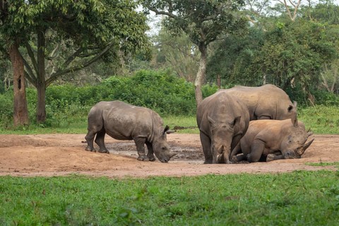Southern white rhino (Ceratotherium simum simum), several animals at a watering hole, Ziwa Rhino