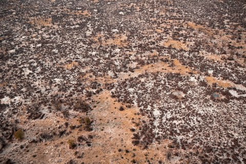 Structure and pattern, trees in the dry season, arid landscape, aerial view of the Okavango Delta,