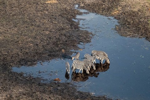 Steppe zebras (Equus quagga) drinking by the river, aerial view, Okavango Delta, Botswana