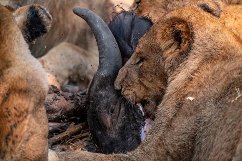Lion pack with kill, lion (Panthera Leo) eats buffalo, savanna, Moremi Game Reserve, Botswana