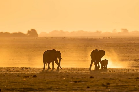 African elephant (Loxodonta africana), silhouette, sunset, atmospheric light, Ihaha, Chobe National