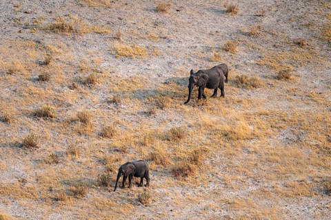 African elephant (Loxodonta africana) in dry savanna, aerial view, Okavango Delta, Botswana