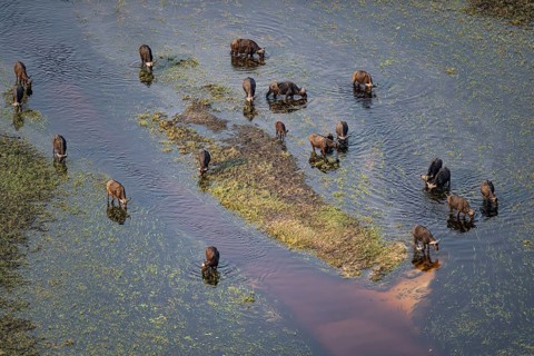 Kaffir buffalo (Syncerus caffer caffer), flock drinking in the river, aerial view, Okavango Delta,