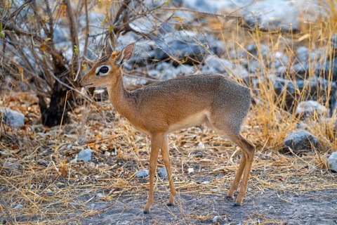 Kirk's Dik-dik (Madoqua kirkii), adult animal in the undergrowth, Etosha National Park, Namibia