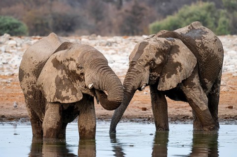 African elephant (Loxodonta africana) drinking at a watering hole, Etosha National Park, Namibia