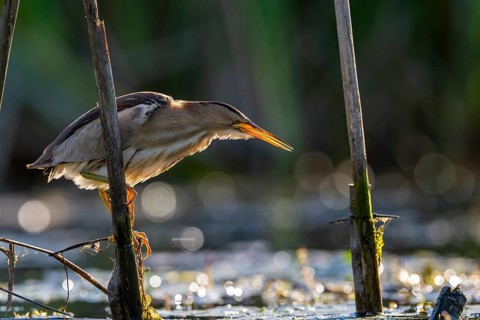 Little Bittern (Ixobrychus minutus), lurking in reeds, Race, Slovenia