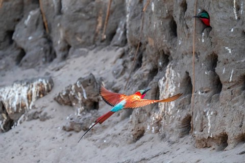 Breeding caves on the banks of the Kwando, Southern carmine bee-eater (Merops nubicoides),