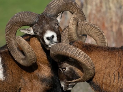 Two grouches have wedged their horns, North Rhine-Westphalia, Germany