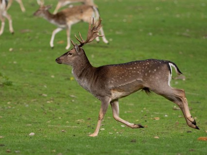Young fallow deer running, North Rhine-Westphalia, Germany