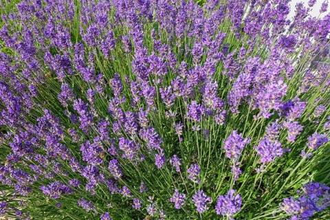 Lavender (Lavandula angustifolia), narrow-leaved lavender, ornamental plant, medicinal plant,