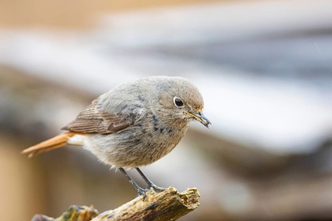 Redtail (Phoenicurus ochruros) Germany