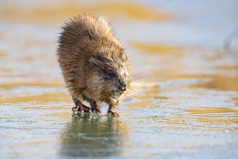 Muskrat (Ondatra zibethicus) walks across the ice on frozen lake Germany