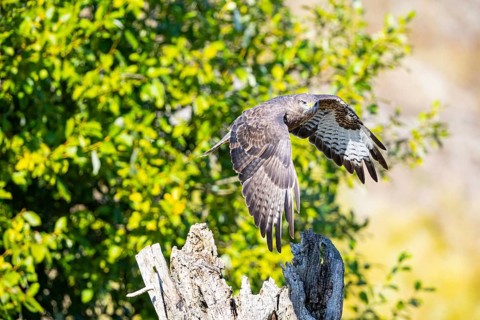 Common Buzzard (Buteo buteo) Germany