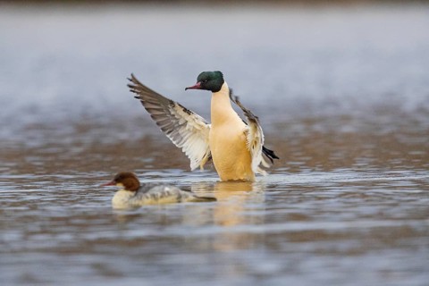 Goose säger (Mergus merganser) ml Germany