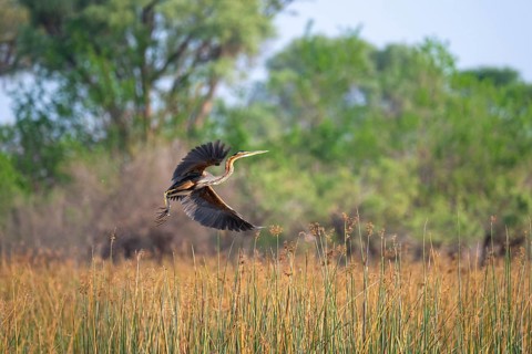 Africa snake-necked bird (Anhinga rufa) sitting on a dead tree in the river, Thamalakane River,
