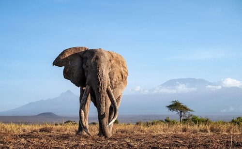 African elephant (Loxodonta africana) in picturesque landscape with the summit of Mount