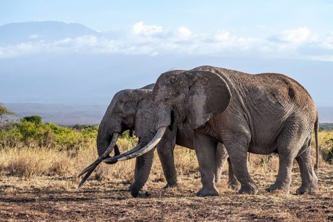 African elephant (Loxodonta africana) in picturesque landscape with the summit of Mount