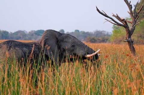 African elephant (Loxodonta africana), elephants on the riverbank between river grass, Thamalakane