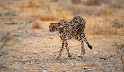 Cheetah (Acinonyx jubatus) runs in dry savanna, Etosha National Park, Namibia