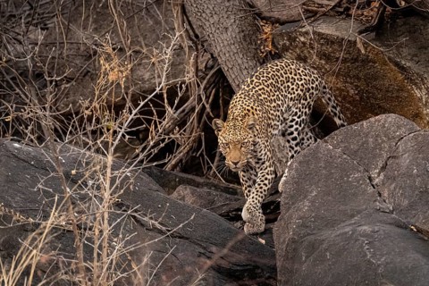 Female, leopard (Panthera pardus) in rocks, Savuti, Chobe National Park, Botswana