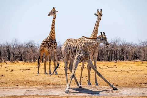 Angola giraffe (Giraffa giraffa angolensis), giraffe drinking at a waterhole, Etosha National Park,