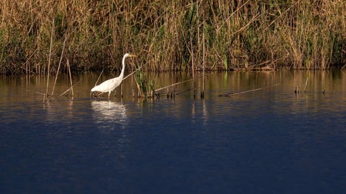 Great egret (Egretta alba) standing in shallow water, Naturquartier Grosswilfersdorf,