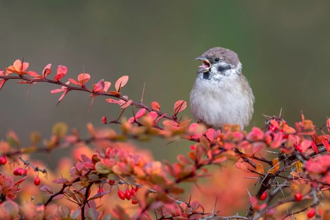 Tree sparrow (Passer montanus) sitting in a barberry bush, Littlewood Ranch, Limbach, Burgenland,