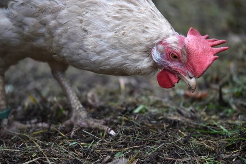 Hen, Gallus gallus domesticus, looking for food in a free-range farm, organic farming,