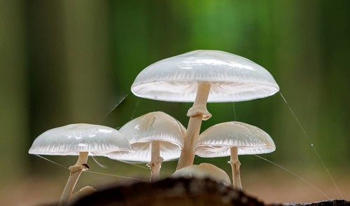Beech slime (Mucidula mucida), Germany